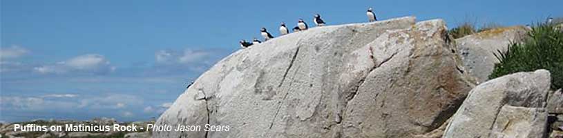 Puffins on Matinicus Rock