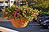 Hanging Blooming Flower Pot at Cedar Crest Inn